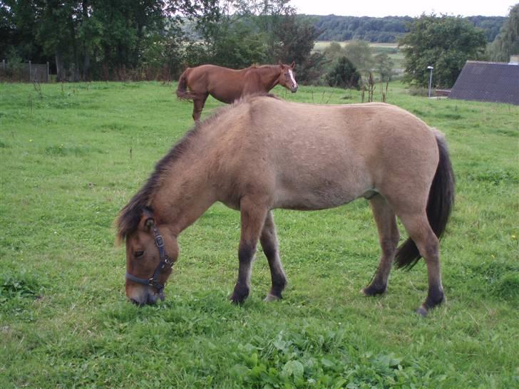 Islænder Rimfaxi - Er lige blevet lukket ud på ny mark, så der er ikke tid til at snakke :) billede 3