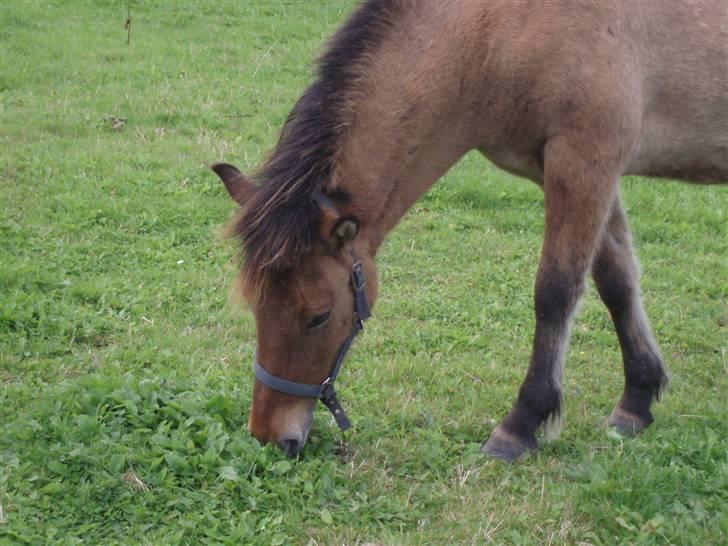 Islænder Rimfaxi - Mmmmm God mam :) billede 4