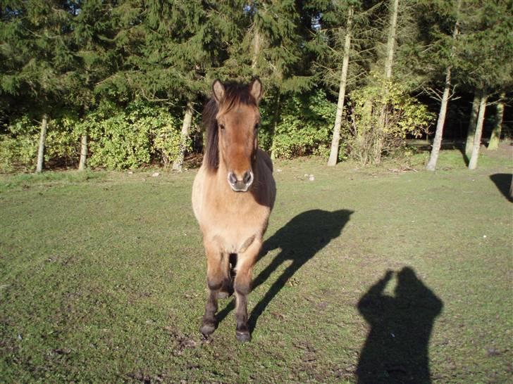 Islænder Rimfaxi - Hej hej, se hvor flot jeg kan stå :) billede 5