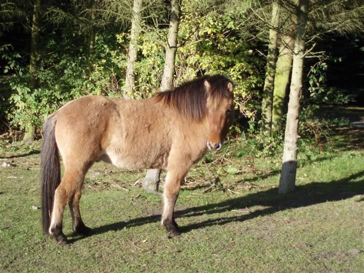 Islænder Rimfaxi - Poserer lidt igen.. billede 6