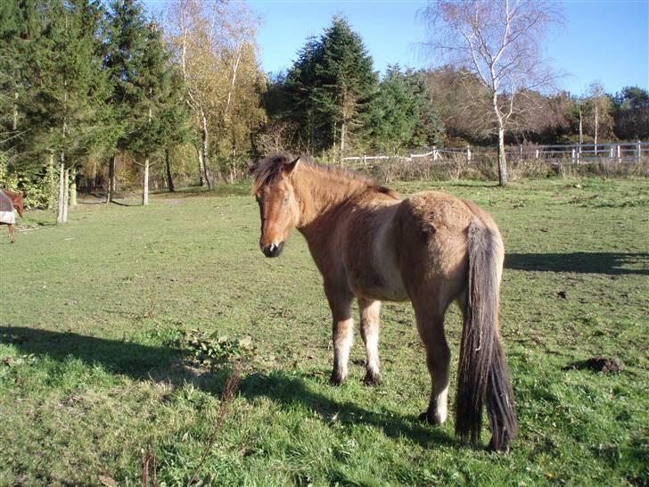 Islænder Rimfaxi - Igen poserer vi.. billede 7