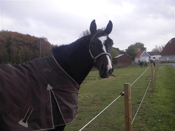 Dansk Varmblod Gredstedgårds Campari - Campari på folden billede 2