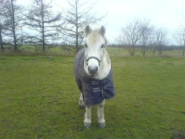 Anden særlig race Sibon - er han ikk bare sød..?<3 billede 3