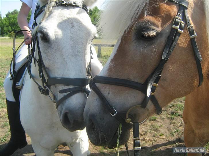 Anden særlig race Sibon - madame og sibon .. ser de ikk sød ud!?  billede 4