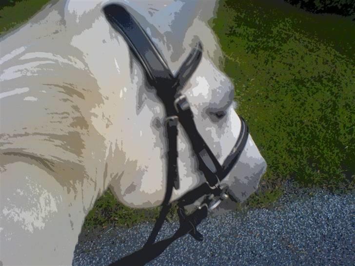 Anden særlig race Sibon - savner dig skat.. <3 billede 5