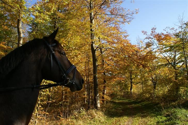 Oldenborg Urfox Nygaard (aflivet)  - fox´s skov ..  billede 11