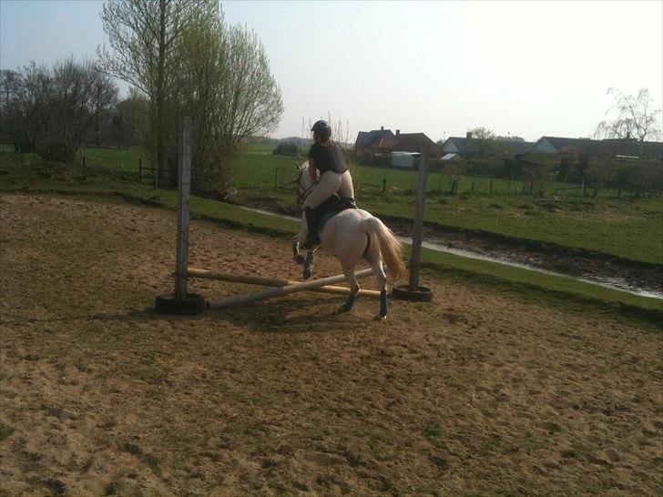 DSP Mascot-My soulmate<3 - hop dejlige Bimselimse.......spring 22/4-11 billede 5