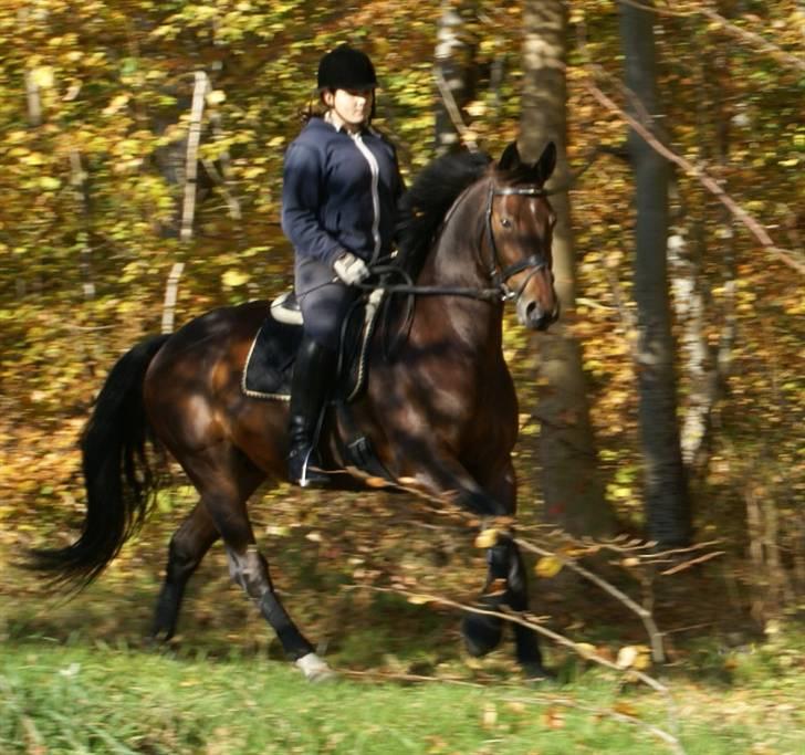 Oldenborg Urfox Nygaard (aflivet)  - vi elsker og jorder i skoven .. men nu hvor der var fotograf på, måtte vi hellere ride ordenligt (: billede 12