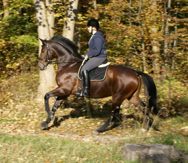Oldenborg Urfox Nygaard (aflivet)  - også lige den anden vej :D billede 14