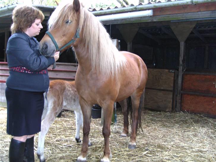 Islænder Stella fra Hvam(R.I.P) - vi elsker hinanden billede 17