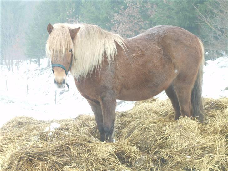 Islænder Stella fra Hvam(R.I.P) billede 18