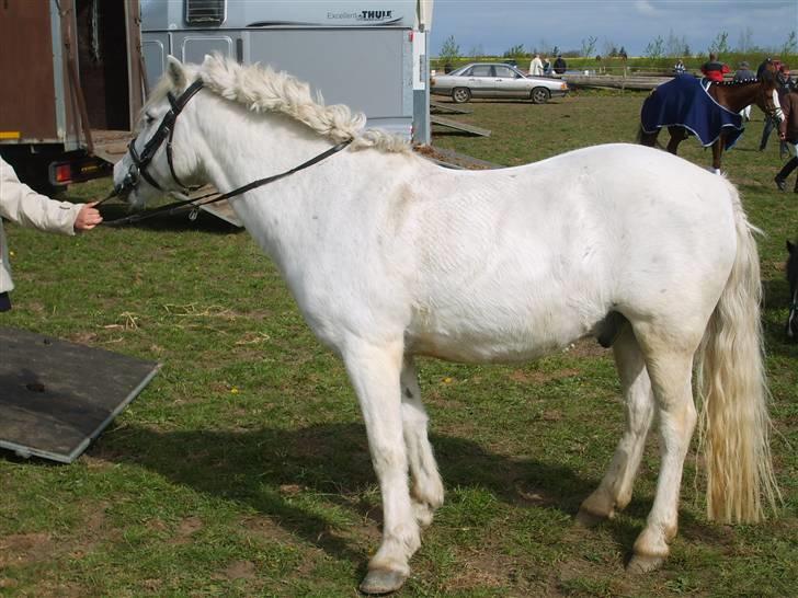 Anden særlig race Sibon - sibon fra siden :) billede 7
