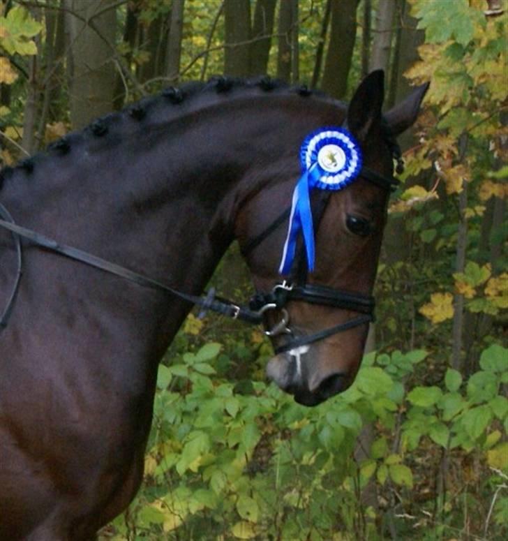 Oldenborg Urfox Nygaard (aflivet)  - min vinder hest (:  billede 18
