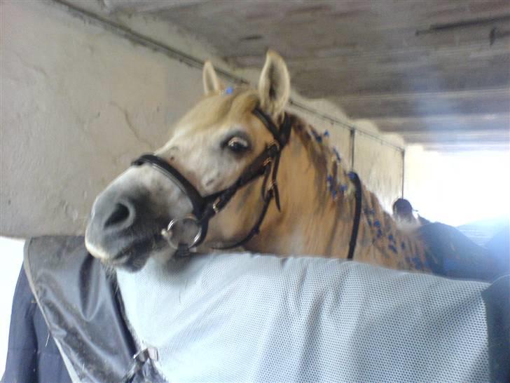 Anden særlig race Sibon - sibon i stalden :) billede 9