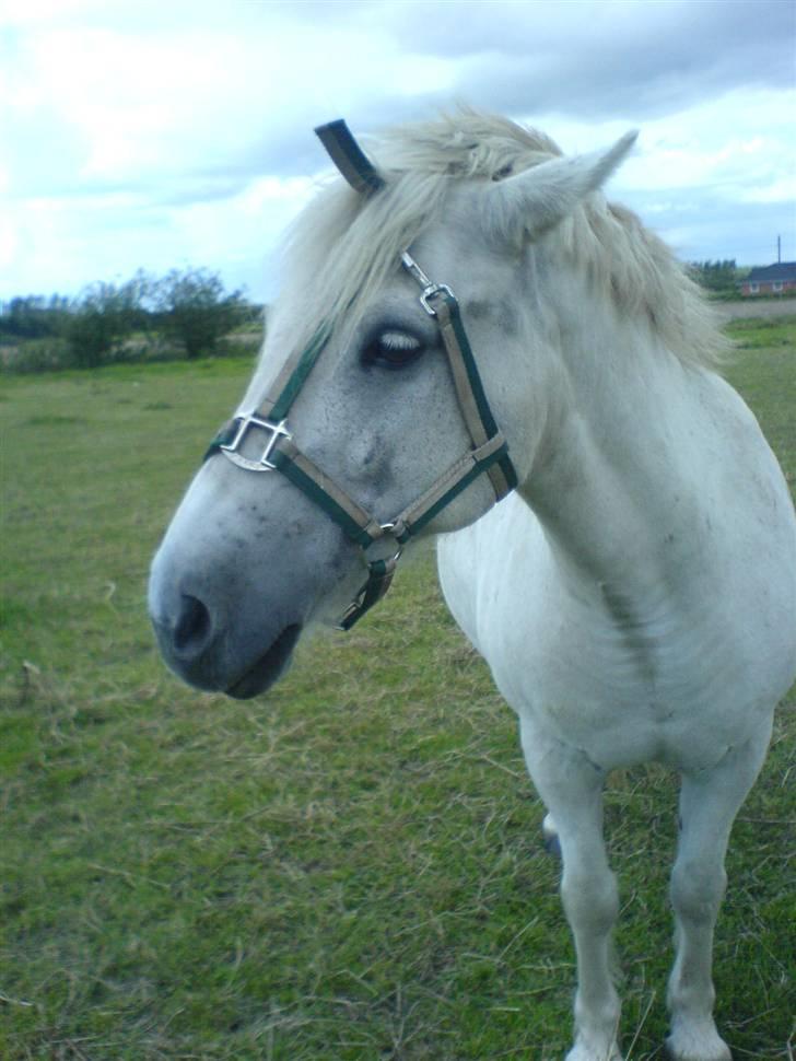 Anden særlig race Sibon - sibon på marken hehe ser han ikke søjde ud? XD billede 10
