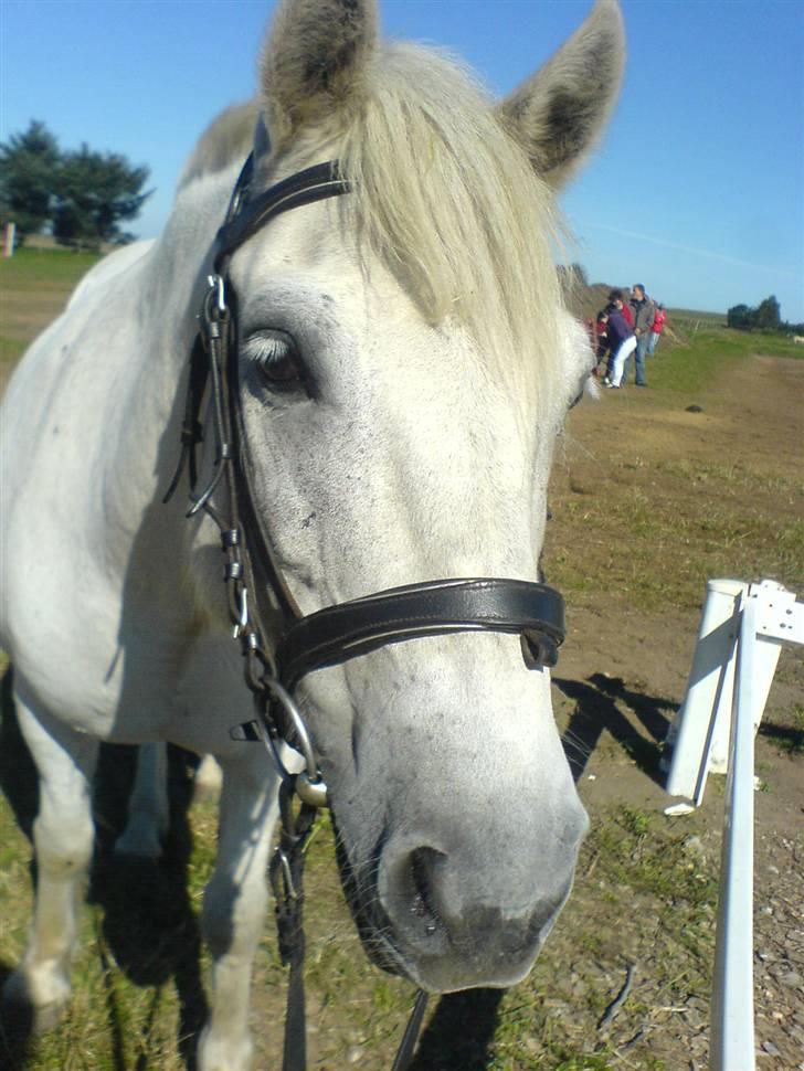 Anden særlig race Sibon - sibon jeg elsker dig du bare såå.. smukk...<3 billede 12