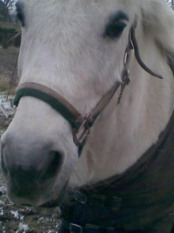 Anden særlig race Sibon - elsker dig skaat.. billede 13