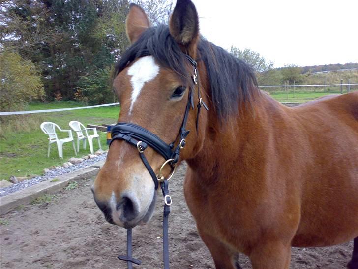 Belgier Bell,,  billede 6