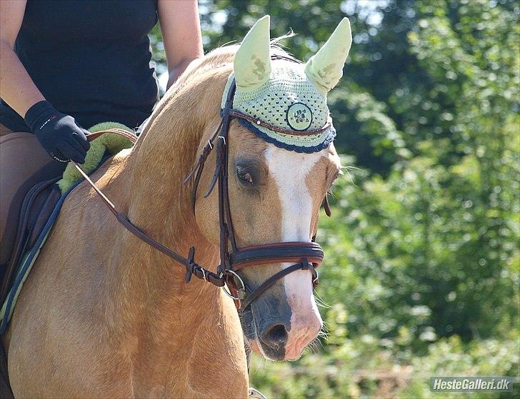 Palomino COCO'S CALYPSO - Vidunderlig smuk........... billede 6