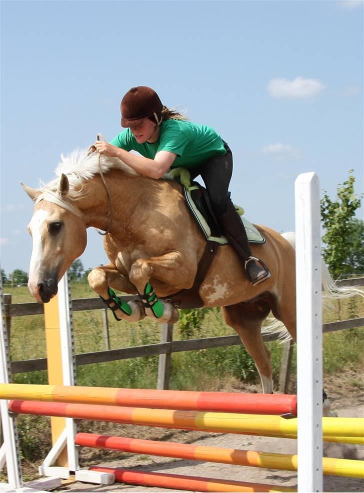 Palomino COCO'S CALYPSO - 100cm trippelbar....Foto: LS-foto  billede 8