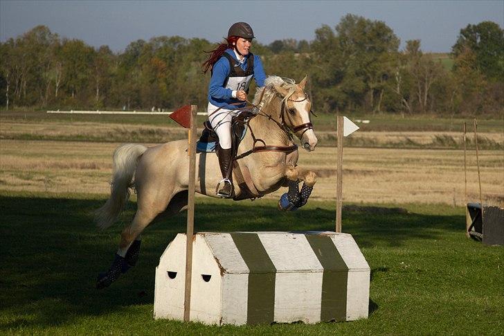 Palomino COCO'S CALYPSO - Kombi på buet spor.... fuzz foto billede 12