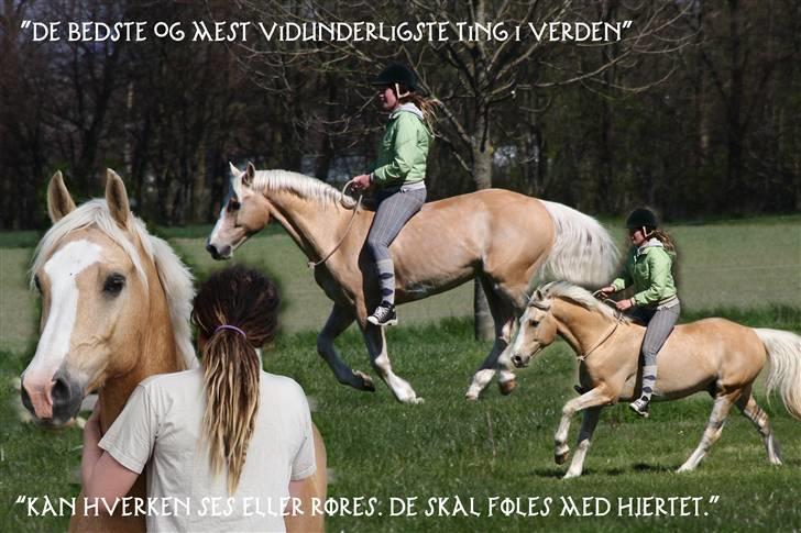 Palomino COCO'S CALYPSO - ..... LS-foto billede 17