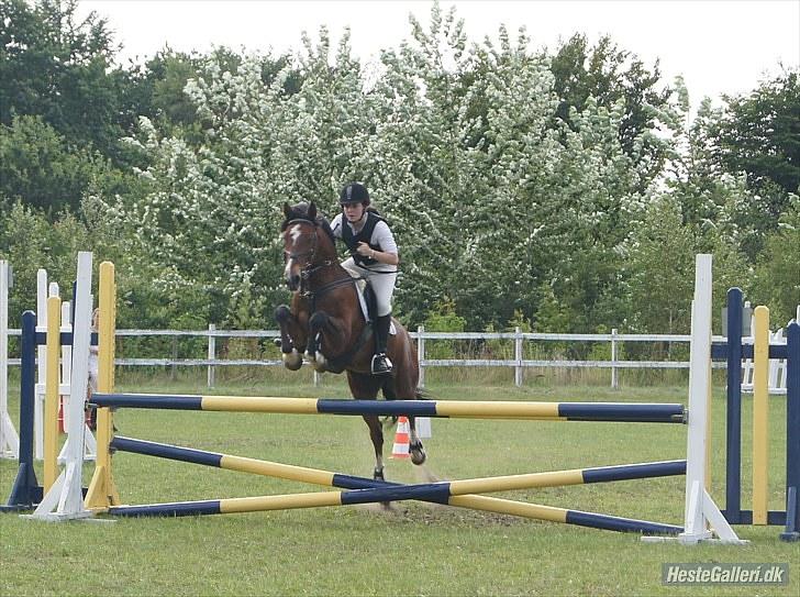 Anden særlig race Muskas - LA i Uggerhalne, 15. august 2010 | foto: Helena Elmo. billede 3