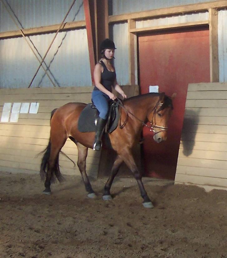 Anden særlig race Eldorado billede 2