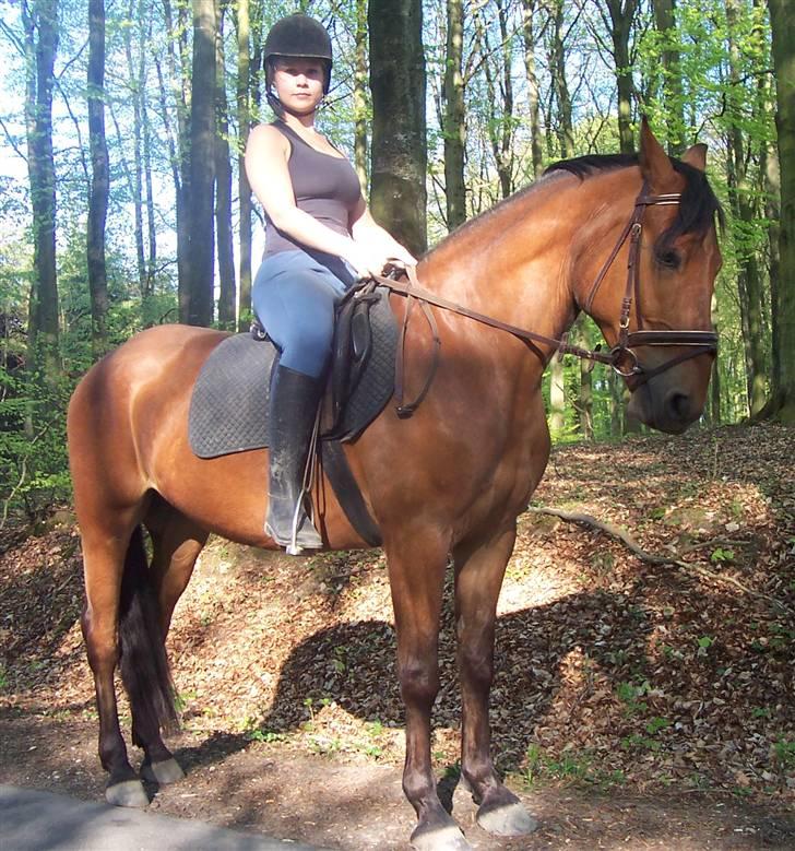 Anden særlig race Eldorado billede 3