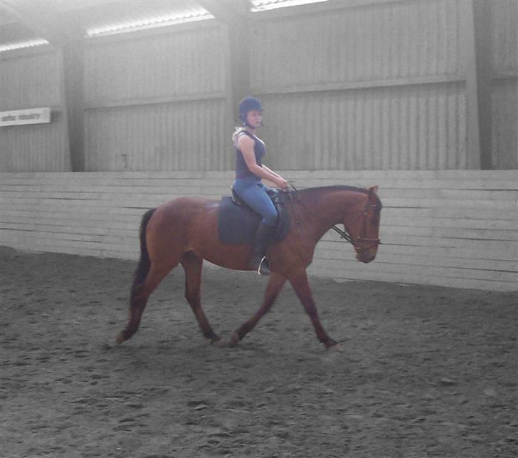 Anden særlig race Eldorado - Eldorado og jeg - redigering med tak til Getaway-in-Denmark billede 4