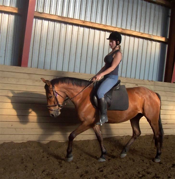 Anden særlig race Eldorado billede 6