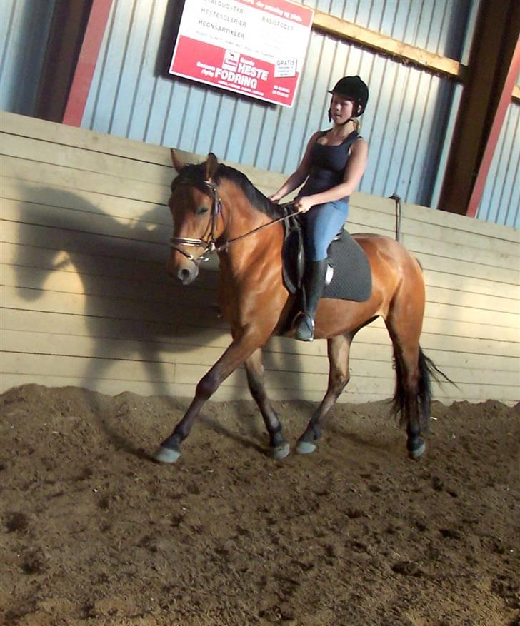 Anden særlig race Eldorado billede 8