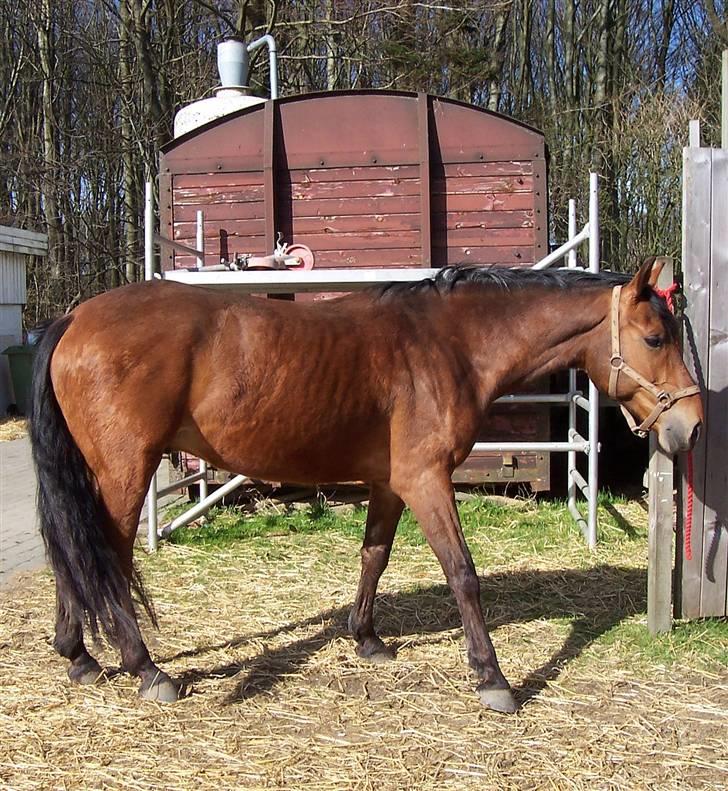 Anden særlig race Eldorado - Sådan så han ud i februar da jeg overtog ham billede 9