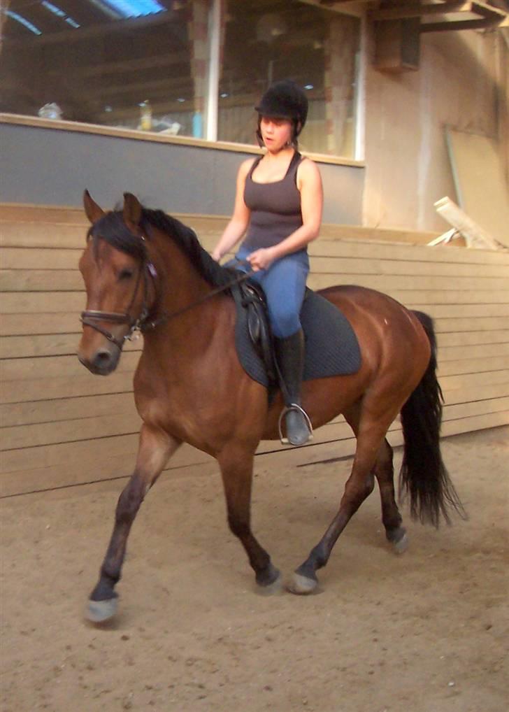 Anden særlig race Eldorado billede 10