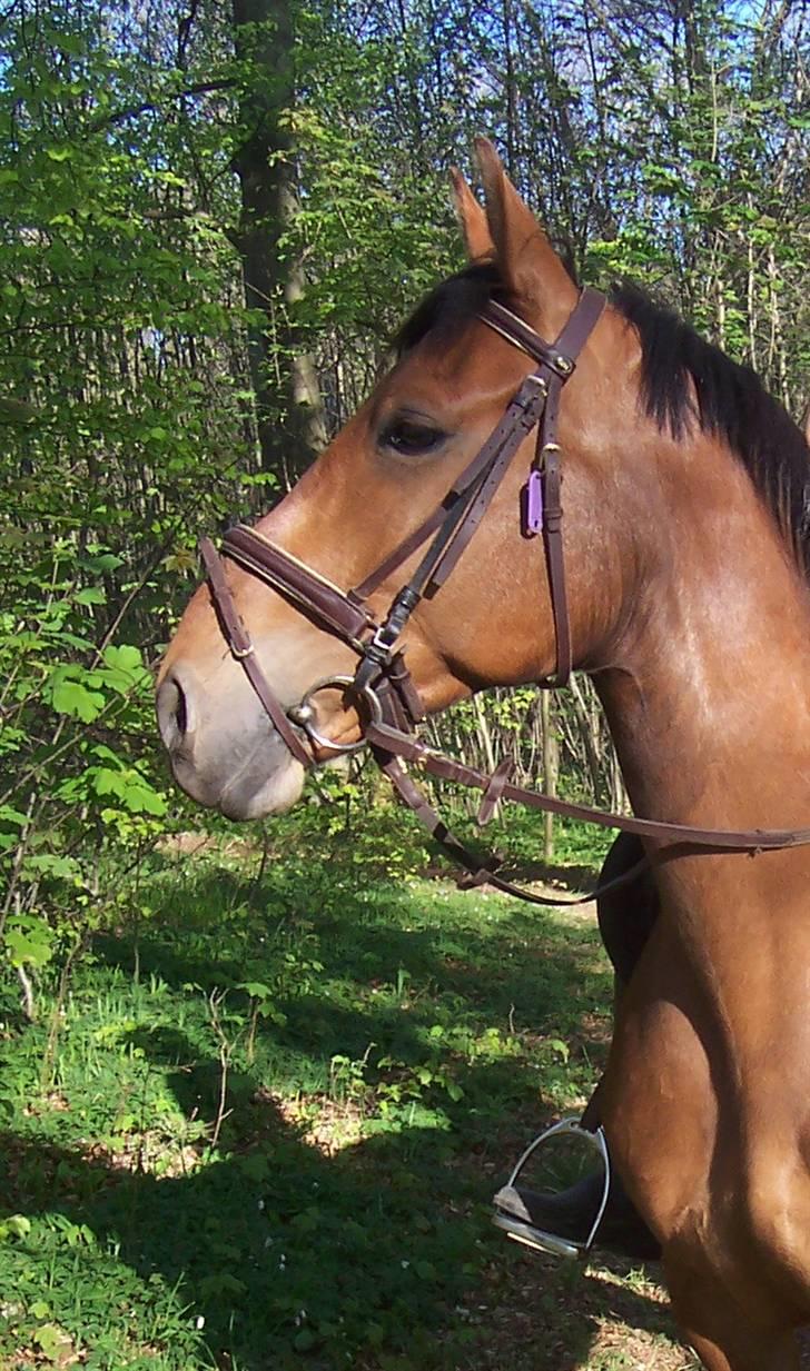 Anden særlig race Eldorado - En af vores første ture i skoven i maj, så meget at se på :o) billede 12