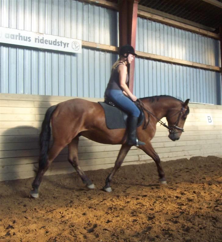 Anden særlig race Eldorado billede 13