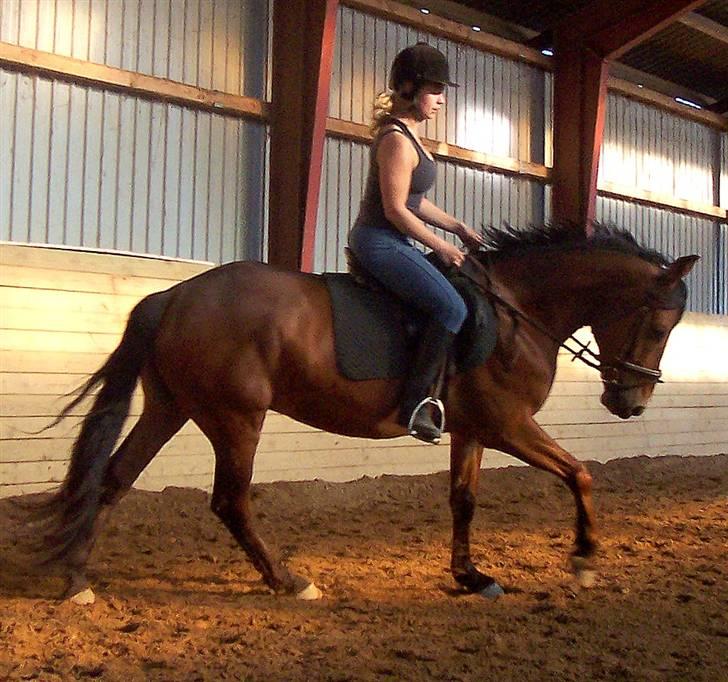 Anden særlig race Eldorado billede 14