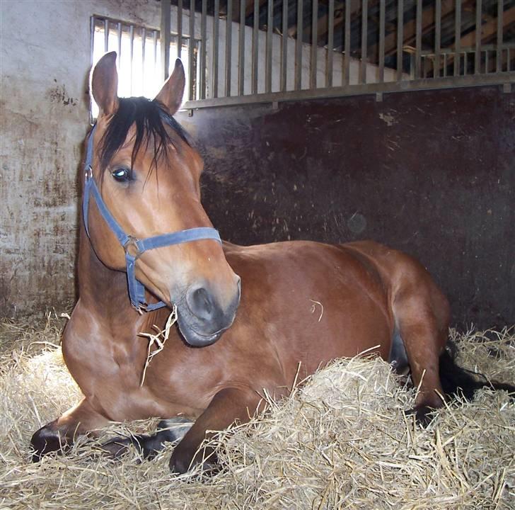 Anden særlig race Eldorado - En rigtig hyggefis, der elsker at ligge.. billede 15