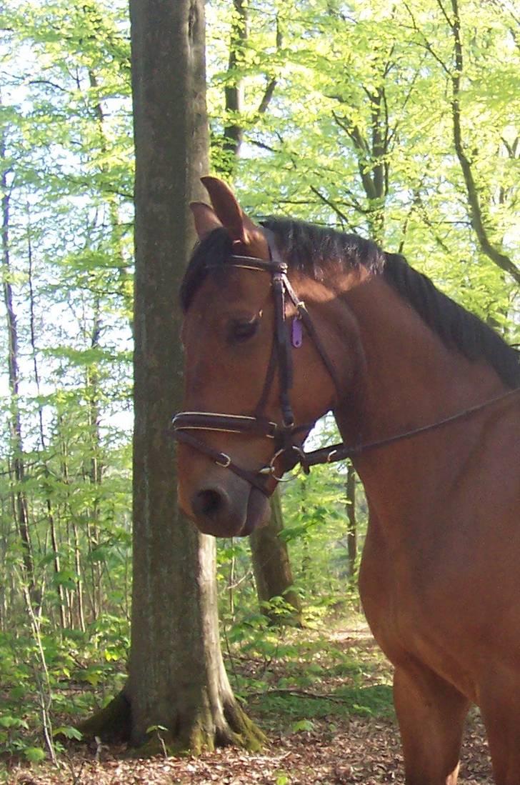 Anden særlig race Eldorado billede 16