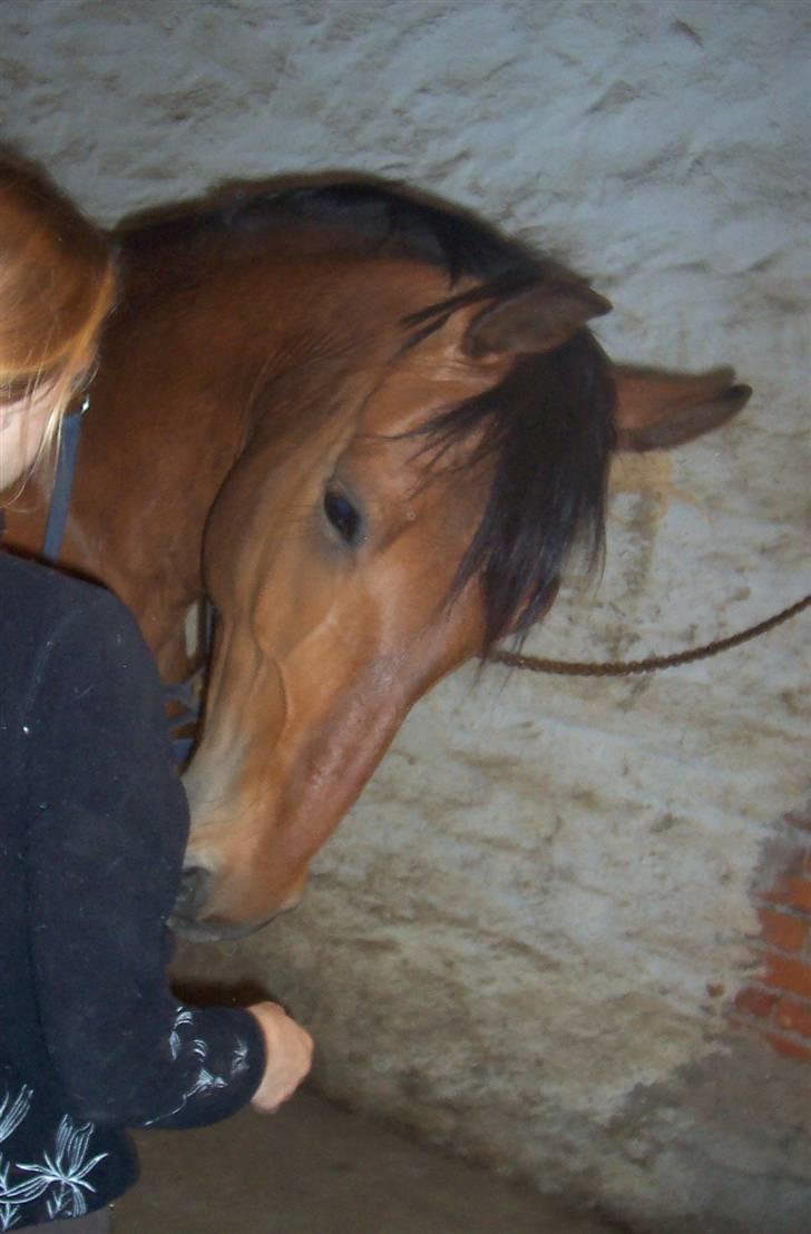 Anden særlig race Eldorado - Sarah, som red ham før mig, viser godbid trick billede 18