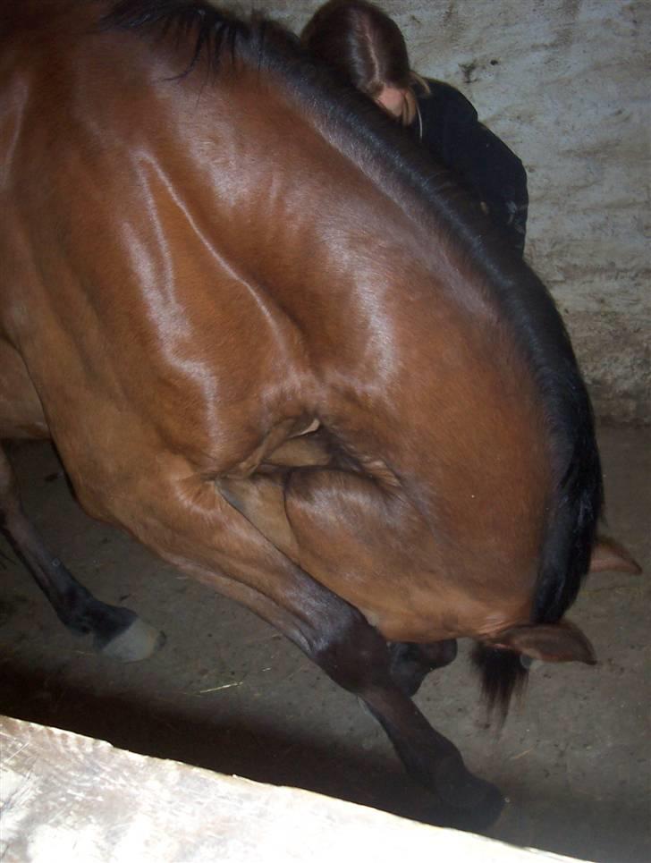 Anden særlig race Eldorado - Så langt kan man bukke sig efter en godbid :o) billede 19