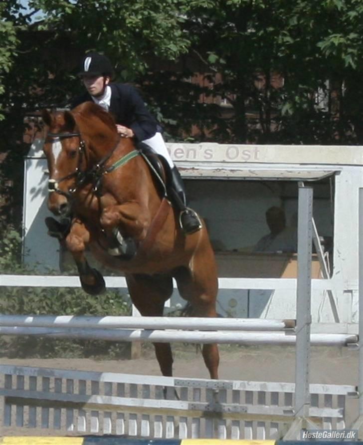 Dansk Varmblod Arrogant (gammel part) - Woohooo! billede 1