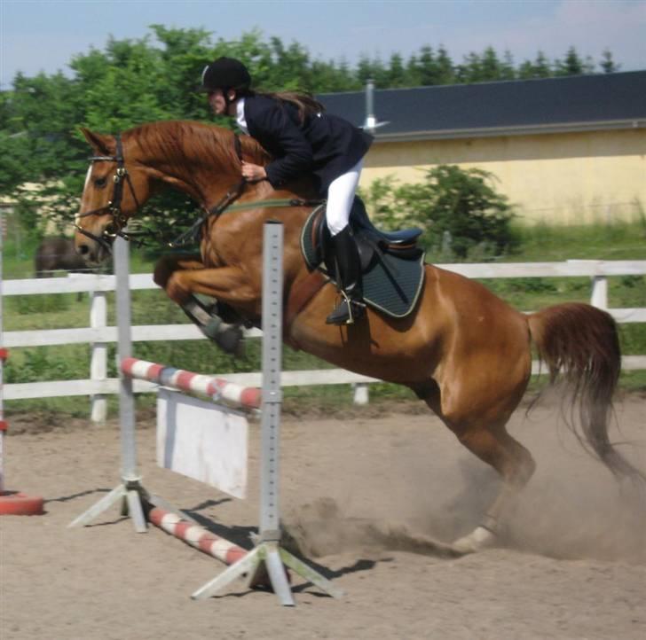 Dansk Varmblod Arrogant (gammel part) - Doing ! billede 2