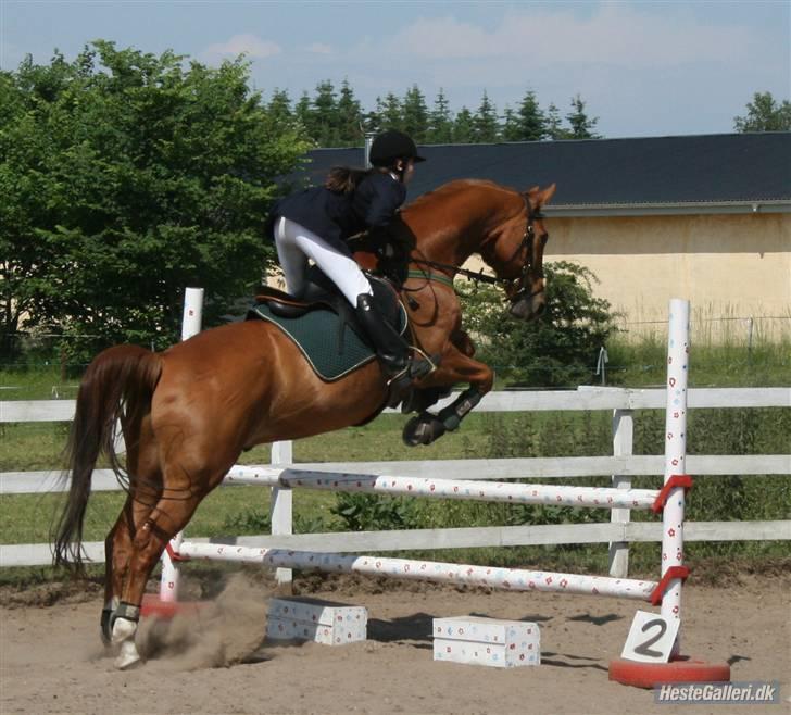 Dansk Varmblod Arrogant (gammel part) - hopla ! billede 3