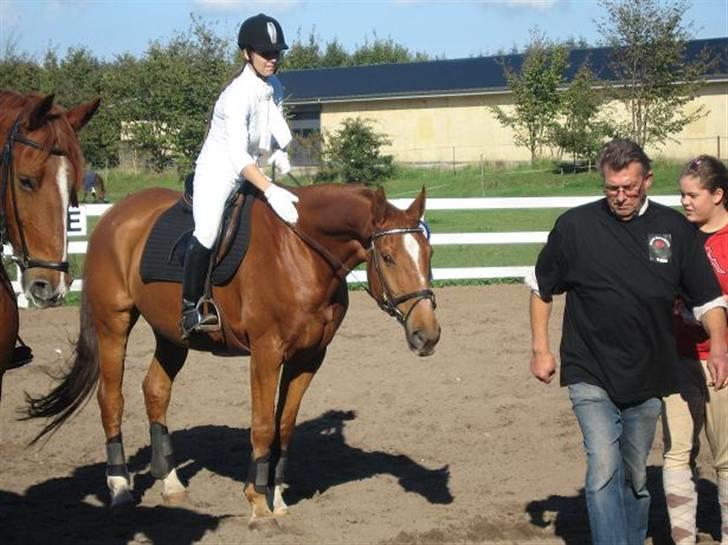 Dansk Varmblod Arrogant (gammel part) - "Dyyygtiiig"  billede 4