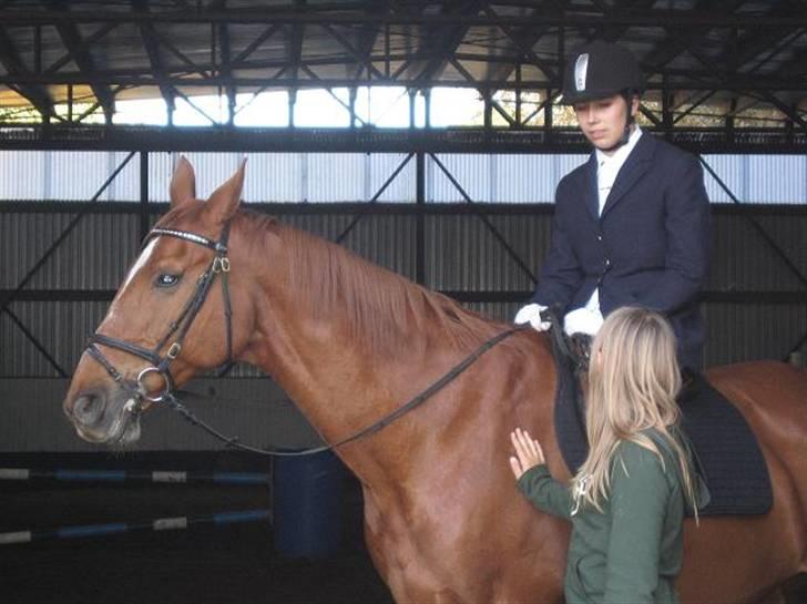 Dansk Varmblod Arrogant (gammel part) - Aaah det er hygge at stå her og snakke ! billede 5