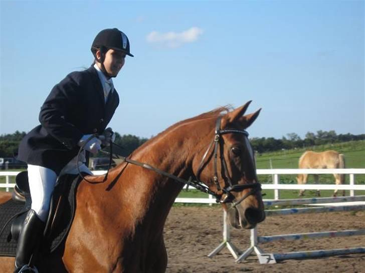 Dansk Varmblod Arrogant (gammel part) - skøn ik ? billede 7