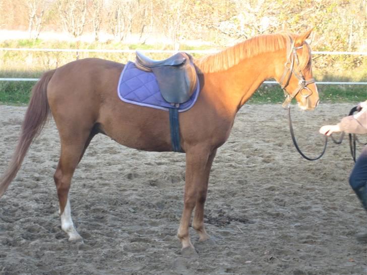 Palomino Stargolds Pasha SOLGT - marts 08 billede 14