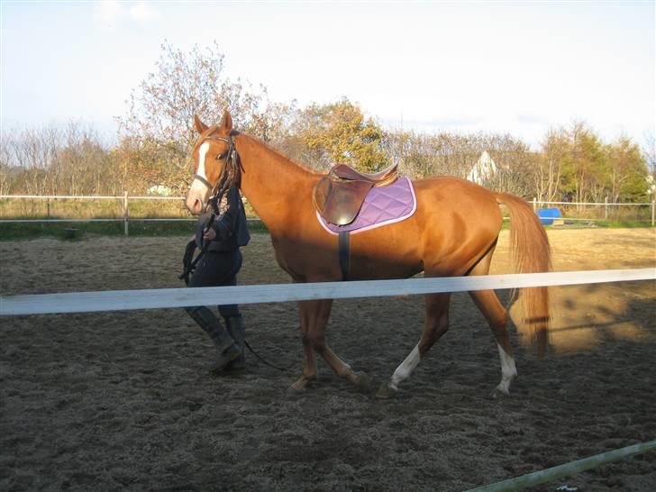 Palomino Stargolds Pasha SOLGT billede 15