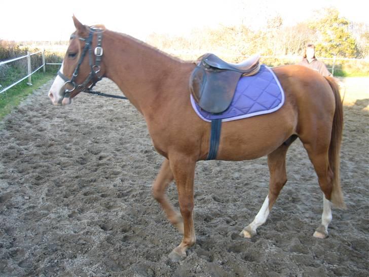 Palomino Stargolds Pasha SOLGT billede 16